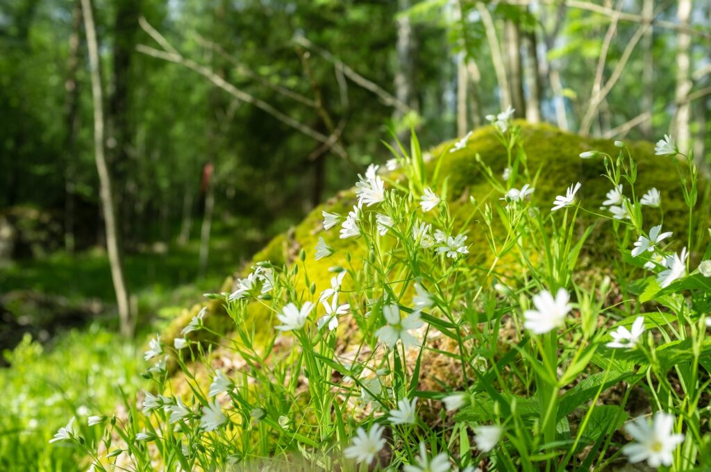 Beautiful white flowers blooming in moss and grass on hill in forest against of trees on summer